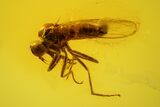 Three Flies (Chironomidae, Sciaridae & Empididae) in Baltic Amber #163460-2